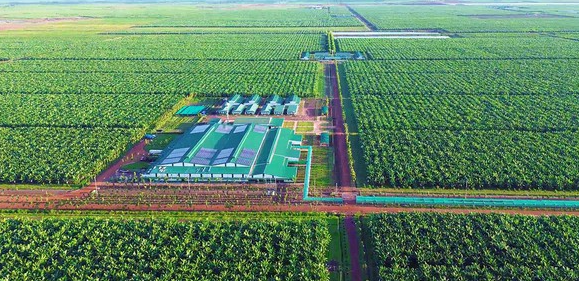 Việt Nam có một tỷ phú sang Lào, Campuchia trồng chuối quy mô lớn: Được ông lớn nông nghiệp Mỹ ‘chốt đơn' trong 10 năm, bị phạt nếu không cung cấp đủ 90% sản lượng - Ảnh 1.