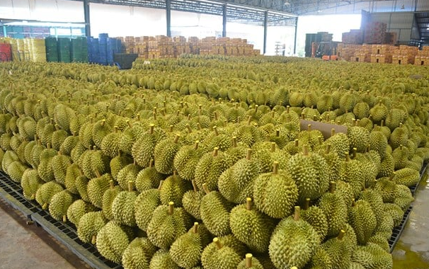 Việt Nam có một tỷ phú sang Campuchia quy hoạch hàng nghìn ha sầu riêng: Chuyên xuất khẩu sang Trung Quốc, Nhật Bản, mục tiêu thu hoạch 40.000 tấn mỗi vụ - Ảnh 1.