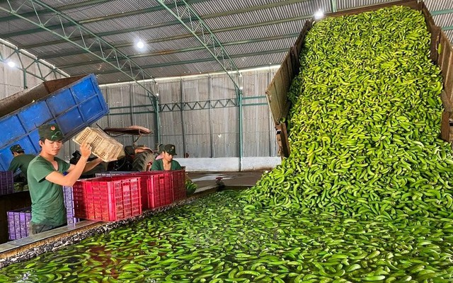 Sau sầu riêng, một 'siêu thực phẩm' của Việt Nam đang thu nghìn tỷ nhờ Trung Quốc: thuế xuất khẩu 0%, lợi nhuận cao gấp 8 lần trồng cao su - Ảnh 1.