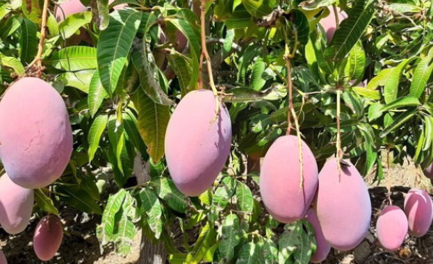 Không phải sầu riêng, Thái Lan lo mất trắng một loại trái cây do lũ lụt: Cây mới cần 4-5 năm mới cho quả, đang xuất khẩu đứng đầu Đông Nam Á - Ảnh 1.