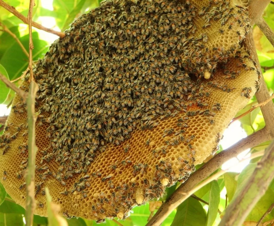 Đặc sản đắt như vàng được giới thượng lưu săn đón, Việt Nam cũng có loại bản địa đỉnh chẳng kém cạnh - Ảnh 4.