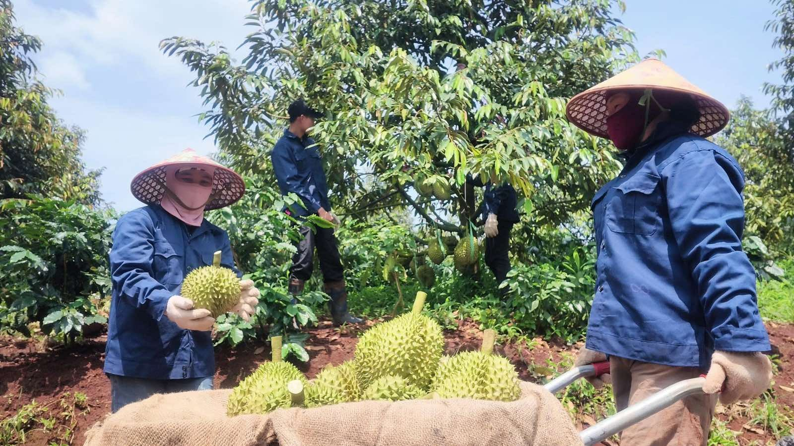Bầu Đức trồng một loại cây 'bán giá nào cũng lãi': bội thu 7.500 tấn, sản lượng gấp 2 lần cả năm trước - Ảnh 3.