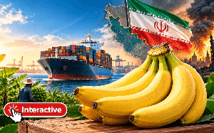 Kuwait tìm nguồn chuối Việt Nam: Nhu cầu 5–9 container mỗi tuần, 4-6 nải/buồng... - Ảnh 2.