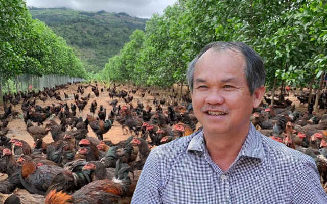 Đàn gà ăn chuối của bầu Đức giờ ra sao?- Ảnh 1.
