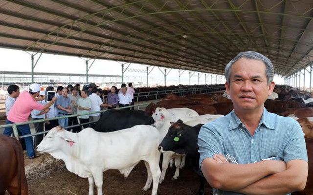 Đàn bò của bầu Đức- Ảnh 1.