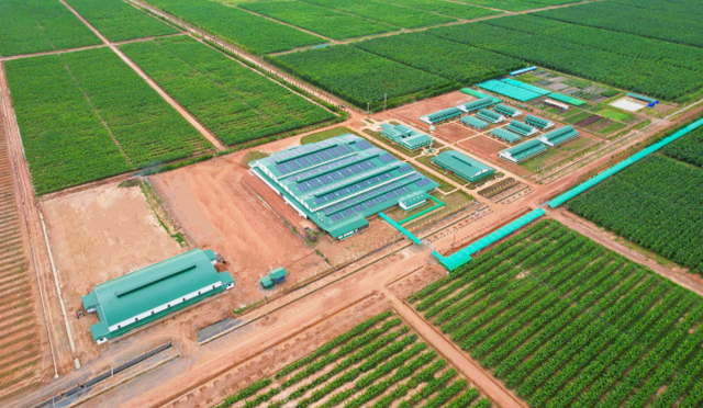 Việt Nam có một tỷ phú sang Lào, Campuchia trồng bưởi - nuôi bò: Sản lượng 60.000 tấn trái mỗi vụ, mục tiêu sở hữu hơn 200.000 con bò - Ảnh 1.