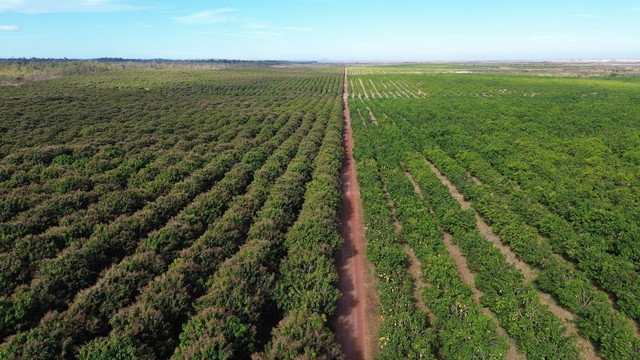 Việt Nam có một tỷ phú sang Lào, Campuchia trồng 5.400 ha xoài: xuất khẩu đi Trung Quốc, sản lượng dự kiến 100.000 tấn/năm ảnh 1