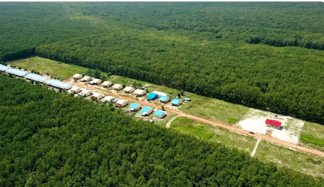 Việt Nam có một đại gia sang Campuchia xây ‘thủ phủ’ cao su: Diện tích trồng hơn 90.000 ha, thu về hàng nghìn tỷ đồng mỗi năm - Ảnh 1.