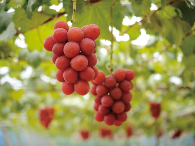 Loại quả quen thuộc, bán đầy chợ ở Việt Nam được người Nhật 'hô biến' thành 'hàng xa xỉ': Mỗi quả phải đạt 31mm, 20g, 18 độ Brix, mất 14 năm để tạo ra - Ảnh 1.