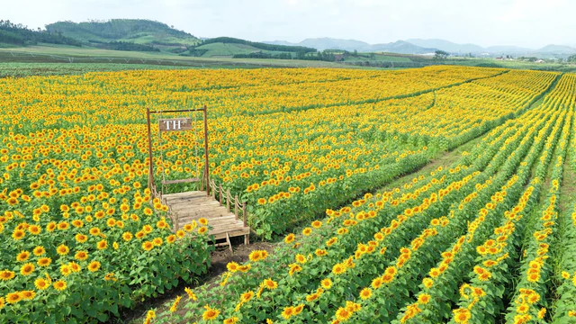 Diễn biến mới tại cánh đồng hoa hướng dương của bà Thái Hương ở Nghệ An - Ảnh 1.