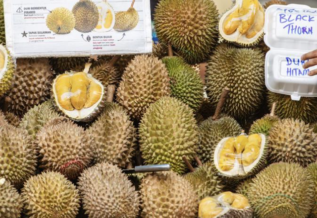 Một 'cứu tinh' mới xuất hiện, sầu riêng Việt Nam liên tiếp đón tin vui - Ảnh 1.