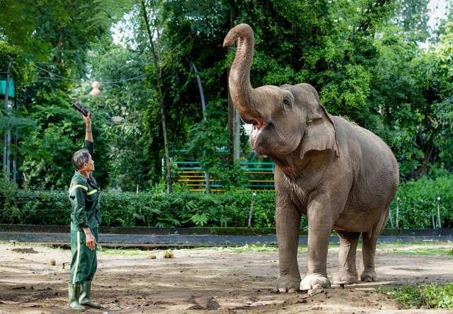 Nơi giá đất cả tỷ đồng mỗi m2, phường Sài Gòn có "khu rừng" được bảo tồn suốt hơn trăm năm, lọt top 8 thế giới, là mái nhà của nhiều động vật trong sách đỏ- Ảnh 3.